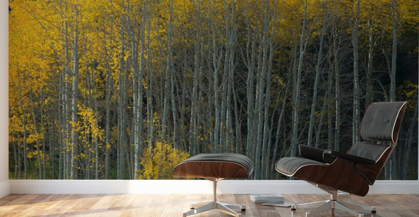 That  Morning Autumn Light Wall Murals