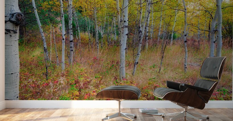 Golden Light on an Autumn Aspen Forest Wall Murals
