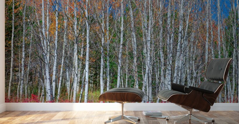 Aspen Grove Symphony Autumns Embrace Wall Murals