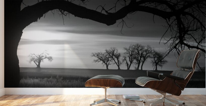 Whispers of Trees and Meadows at Sunrise in Black and White Wall Murals
