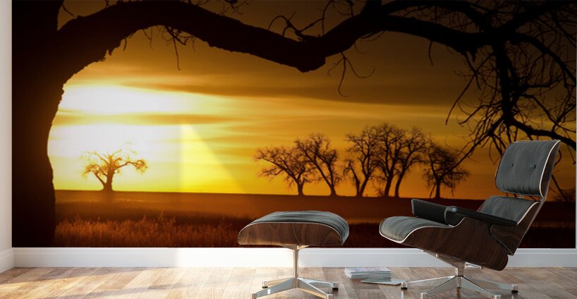 Golden Sunrise with Silhouetted Trees in Meadow Wall Murals