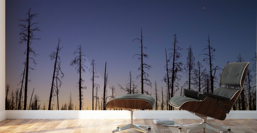 Yellowstone National Park wildfire aftermath Wall Murals