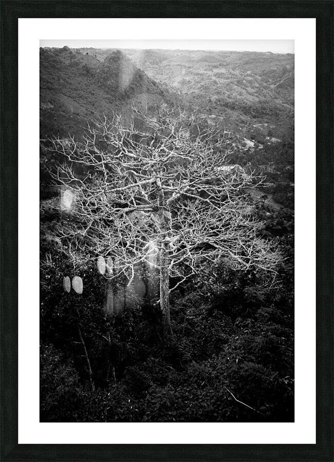 Tubarans Silent Tree Song Picture Frame print
