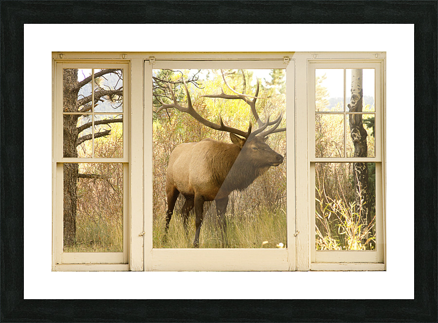 Bull Elk Window View Frame print
