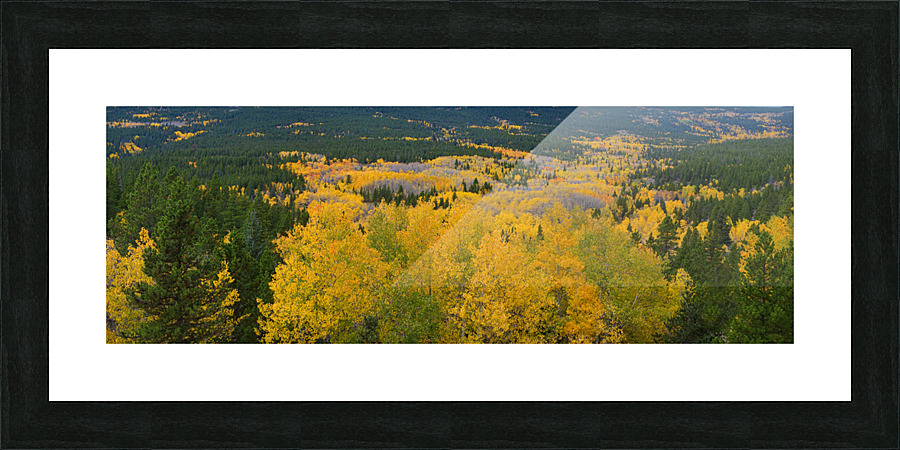Colorado Autumn Panorama colorful  Framed Print Print