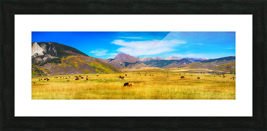 Cattle Grazing Autumn Panorama  Framed Print Print