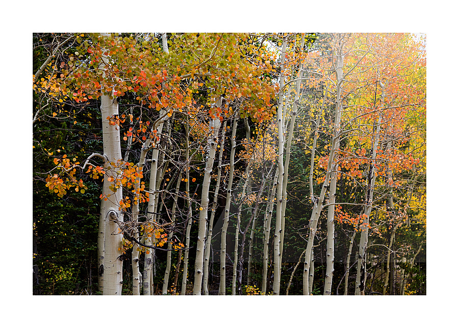 autumn seasons change  Framed Print Print