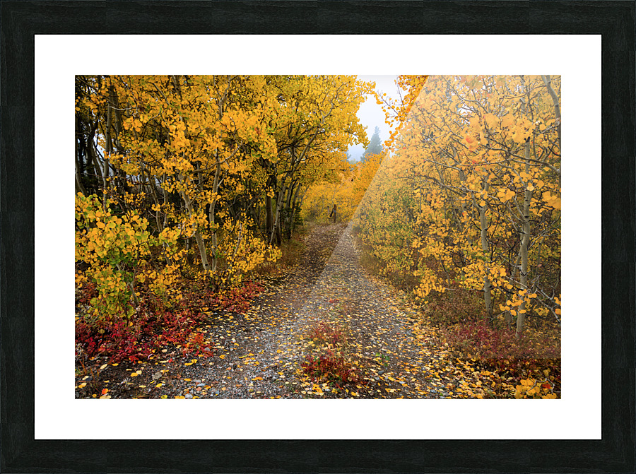 Colorful Autumn Hiking Path Frame print