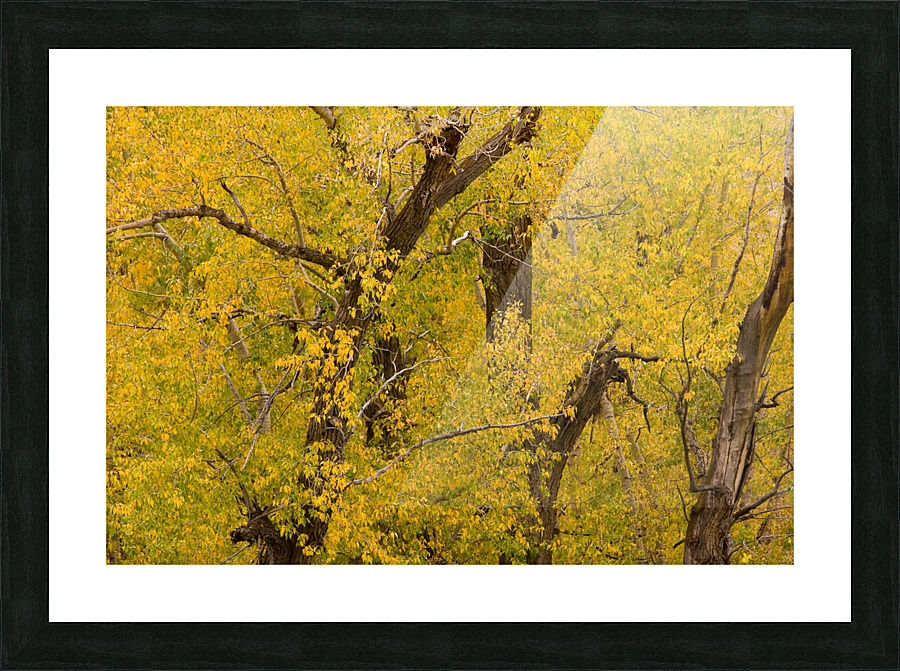 Cottonwood Tree Fall Foliage Frame print