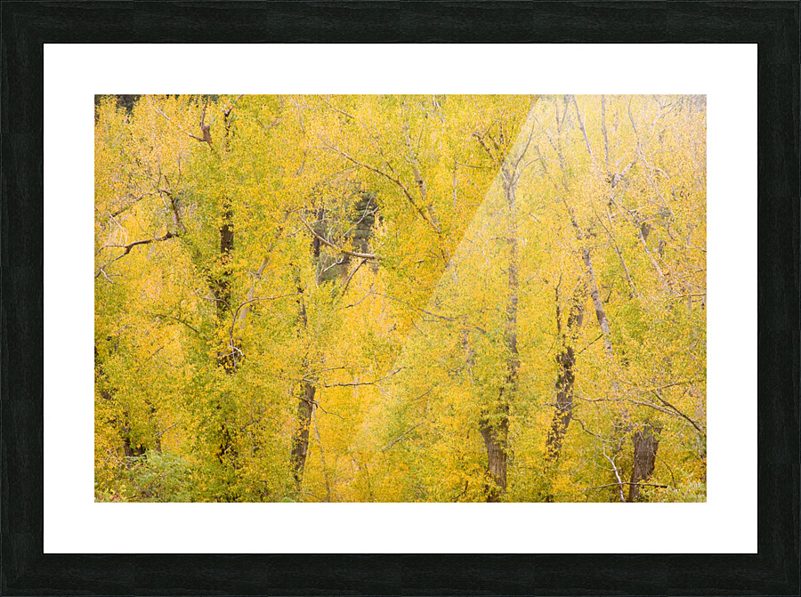cottonwood autumn colors  Framed Print Print
