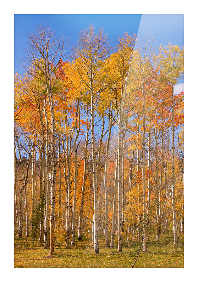 colorful colorado autumn  Impression et Cadre photo