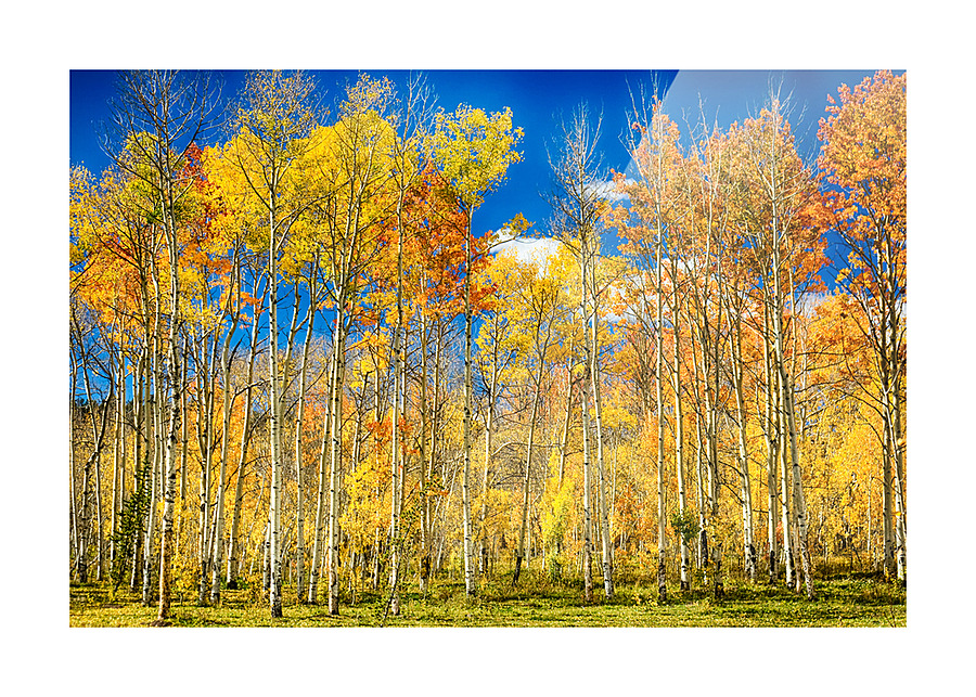 colorful colorado autumn aspen trees  Framed Print Print