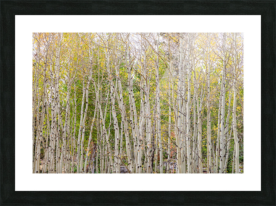 Colorful Forest Twist  and Turns Frame print