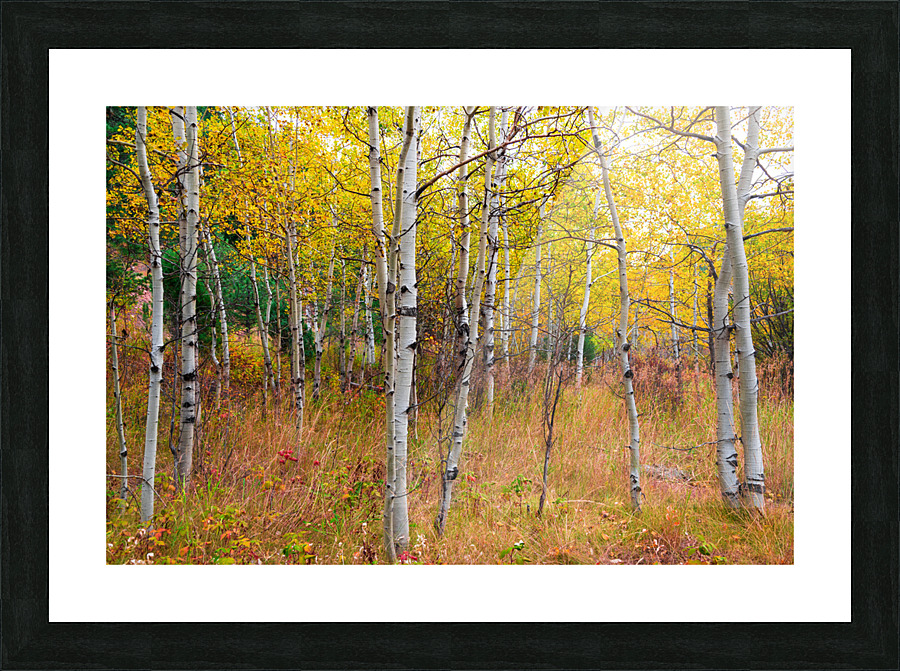 Happy Place In Woods Picture Frame print
