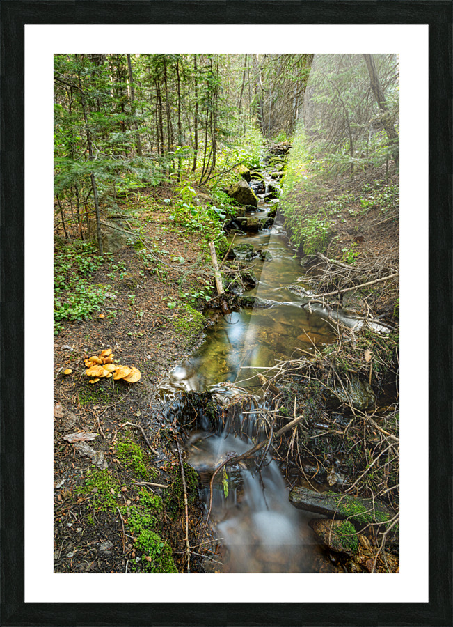 Wild Mushrooms Along Creek Frame print