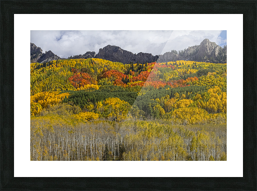 Colorado Kebler Pass Fall Foliage Picture Frame print