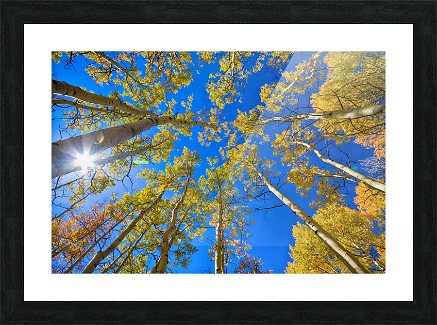 Autumn Aspen Magic  Framed Print Print
