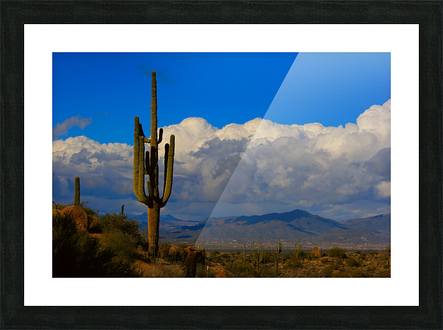  Amazing Giant Saguaro Cactus Frame print