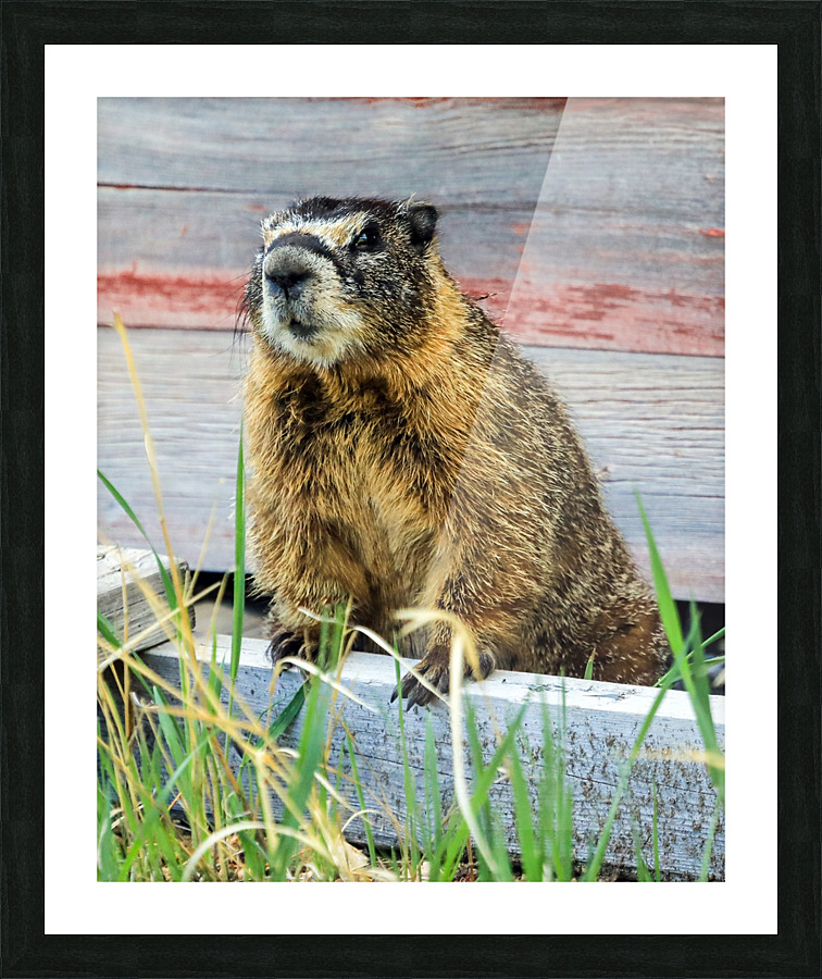 Marmot  Picture Frame print