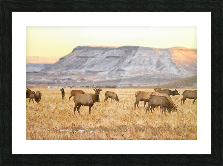 Elk Heard Grazing Rocky Mountain Foothills Picture Frame print