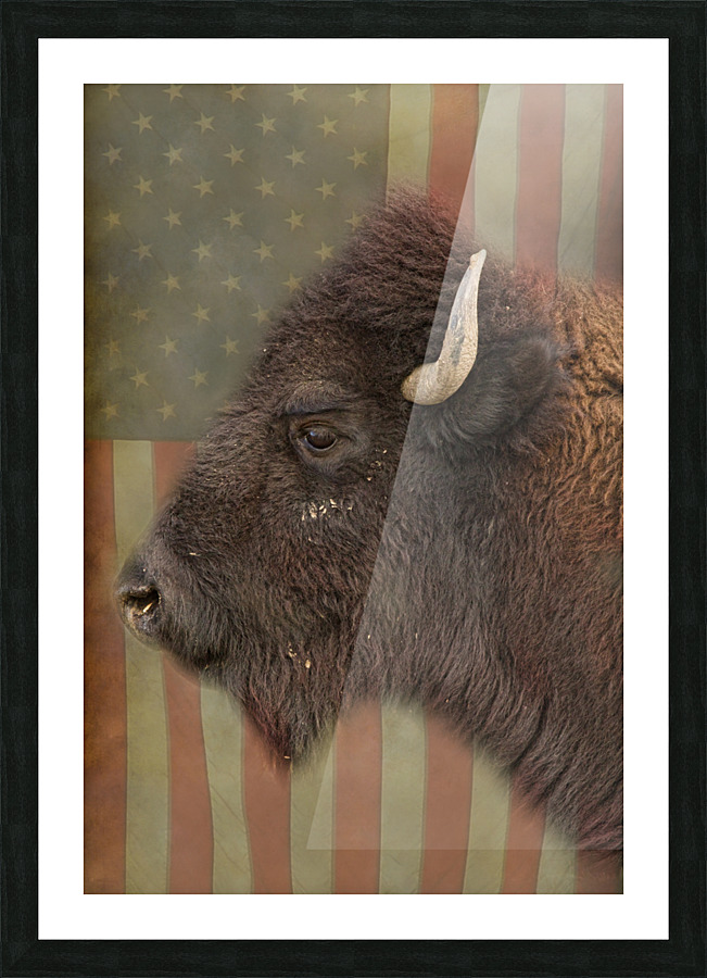 American Bison Profile  Framed Print Print