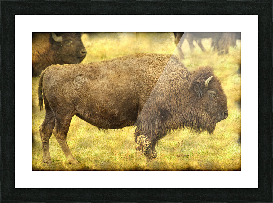 Bison Picture Frame print
