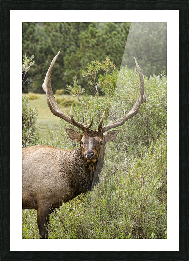 Bull Elk Eyes  Framed Print Print