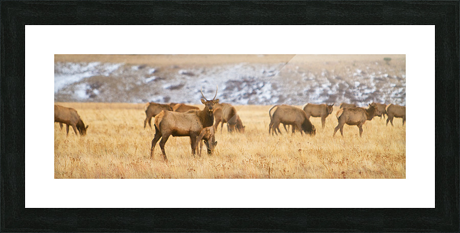 Elk Heard Colorado Foothills Plains Panorama  Impression encadrée