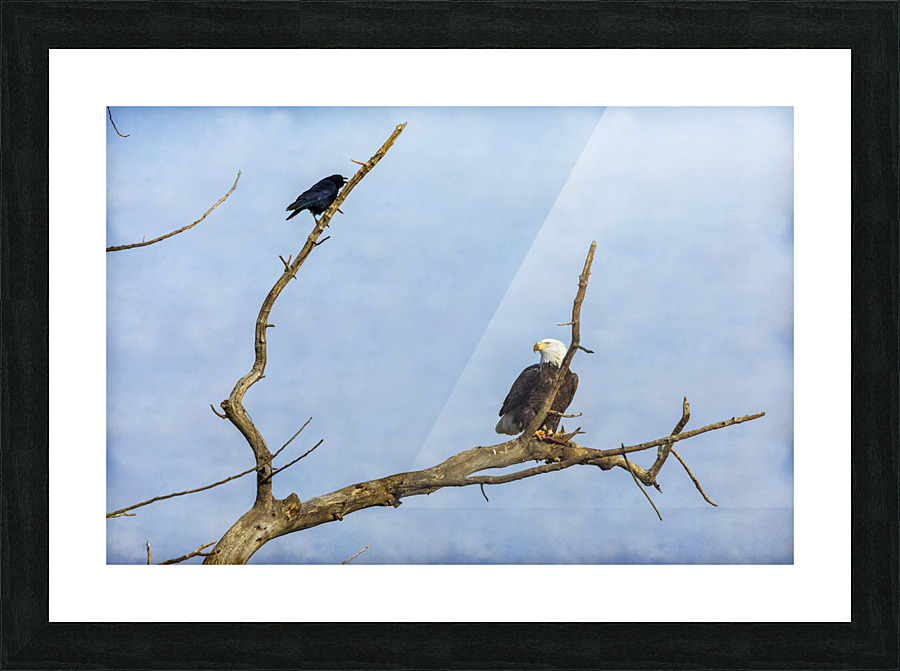 Bald Eagle Crow Picture Frame print