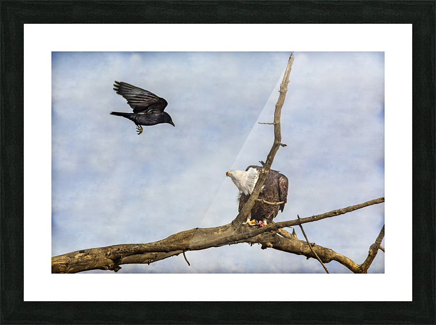 Crow Attacking Bald Eagle Frame print