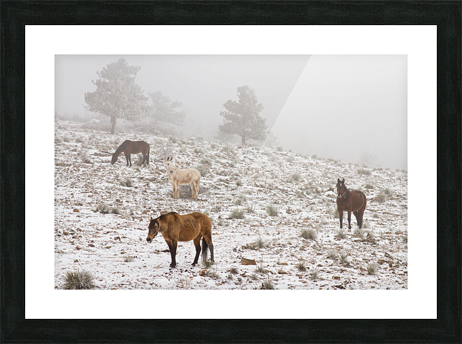 Rocky Mountain Horses Snow Fog Impression et Cadre photo