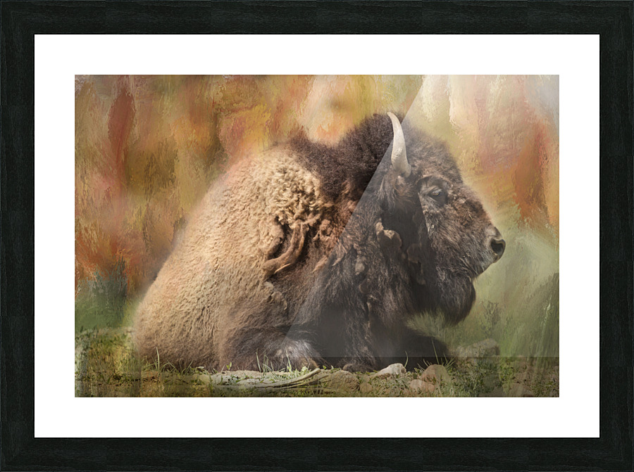 Colorful Bison Picture Frame print