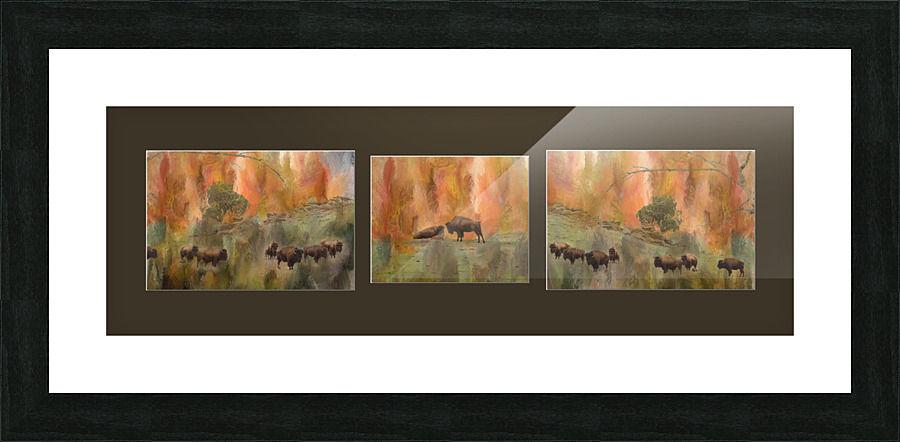 Bison Moment Picture Frame print