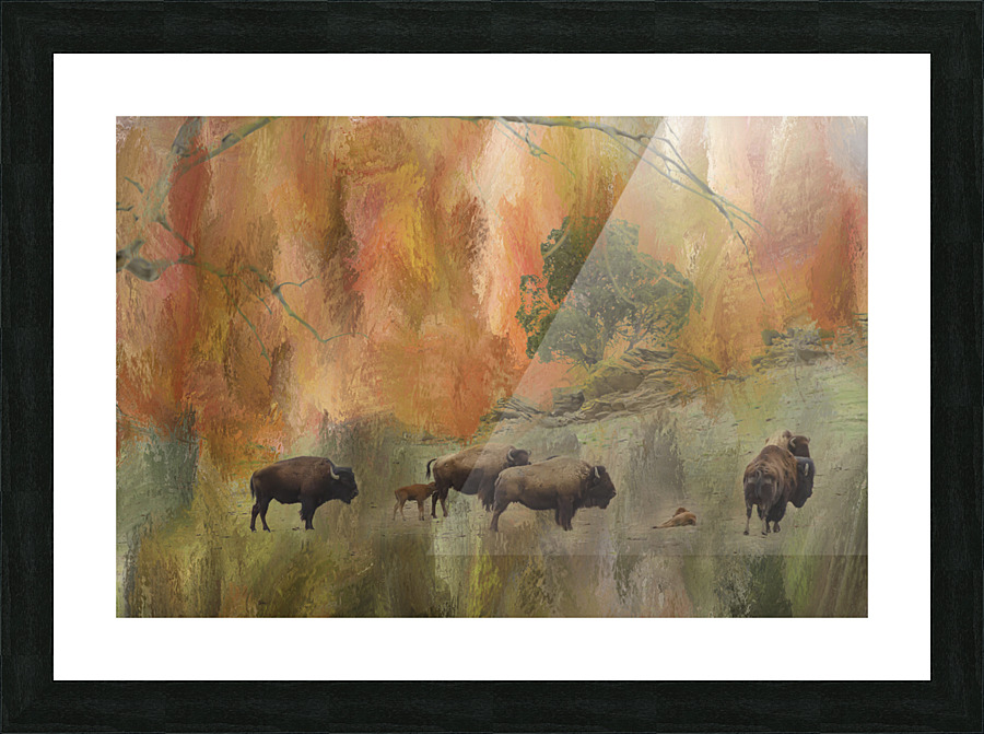 Springtime Bison Calves Picture Frame print