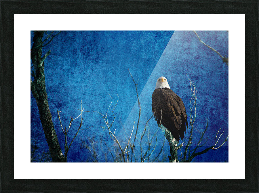 Bald Eagle Blues Into Night Impression et Cadre photo
