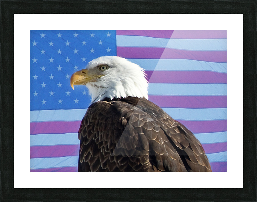 American Eagle 2 Picture Frame print