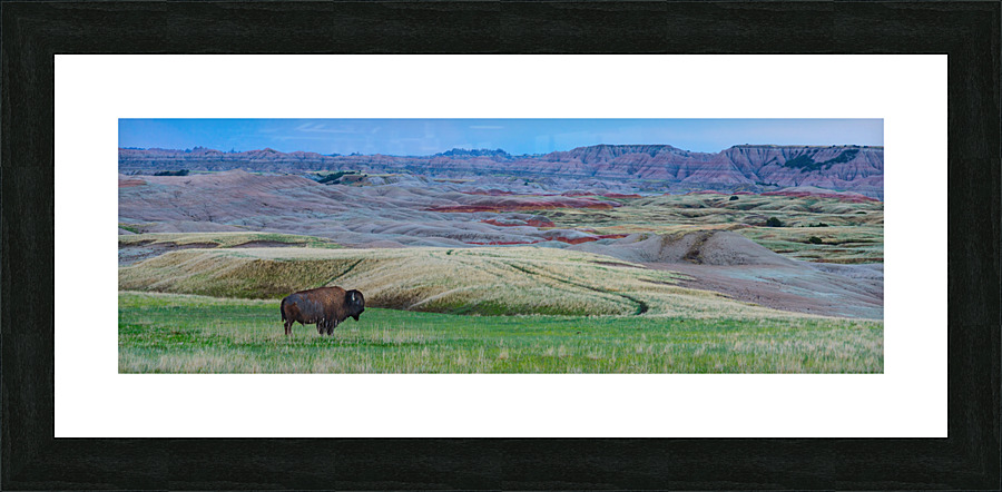 The Majestic Bison -  Roaming the Colorful Badlands of SD  Impression encadrée