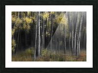 Aspen Tree Grove Into Darkness Picture Frame print
