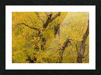 Cottonwood Tree Fall Foliage Picture Frame print