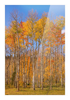 colorful colorado autumn  Picture Frame print