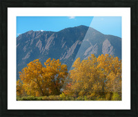 Boulder Flatirons Mighty Cottonwood Trees Picture Frame print