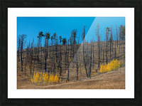 Forest Evolution Picture Frame print