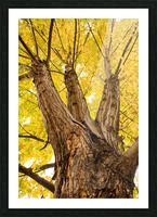 Big Maple Picture Frame print