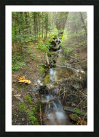 Wild Mushrooms Along Creek Picture Frame print