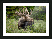 Bull Moose Wild Picture Frame print