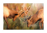 Bull Elk Sparring In The Mix Picture Frame print