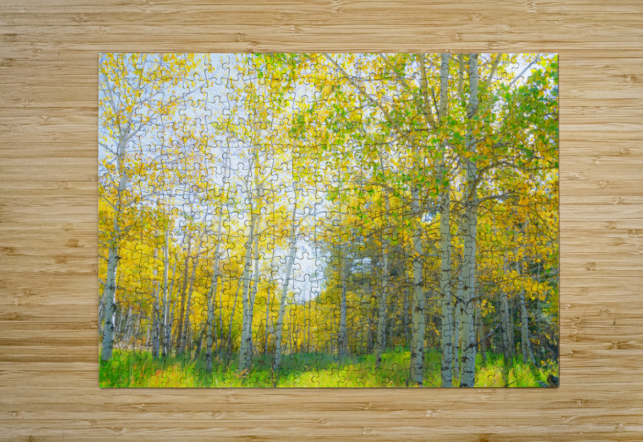 Golden Glimmer A Dance of Aspens in the Sun Bo Insogna Puzzle printing