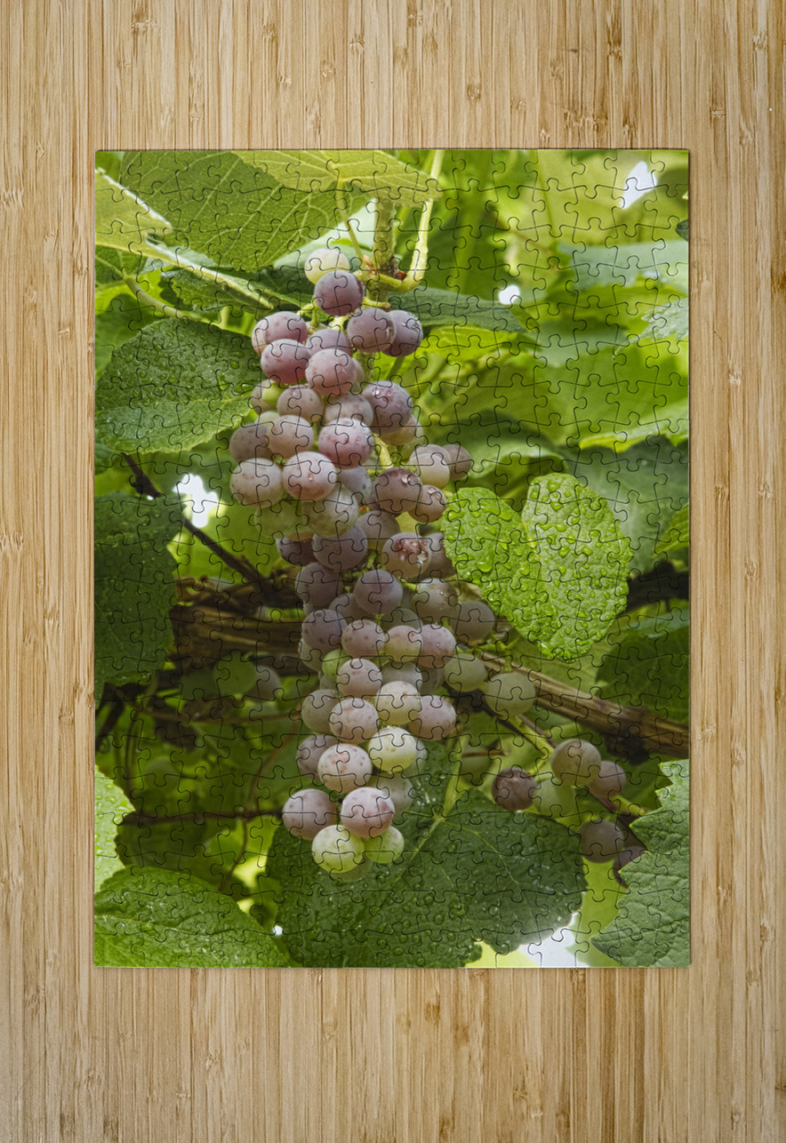 Red Grapes on The Vine Bo Insogna Puzzle printing