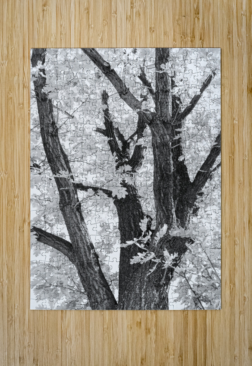 Tree mendous Elegance in Black and White Bo Insogna Puzzle printing