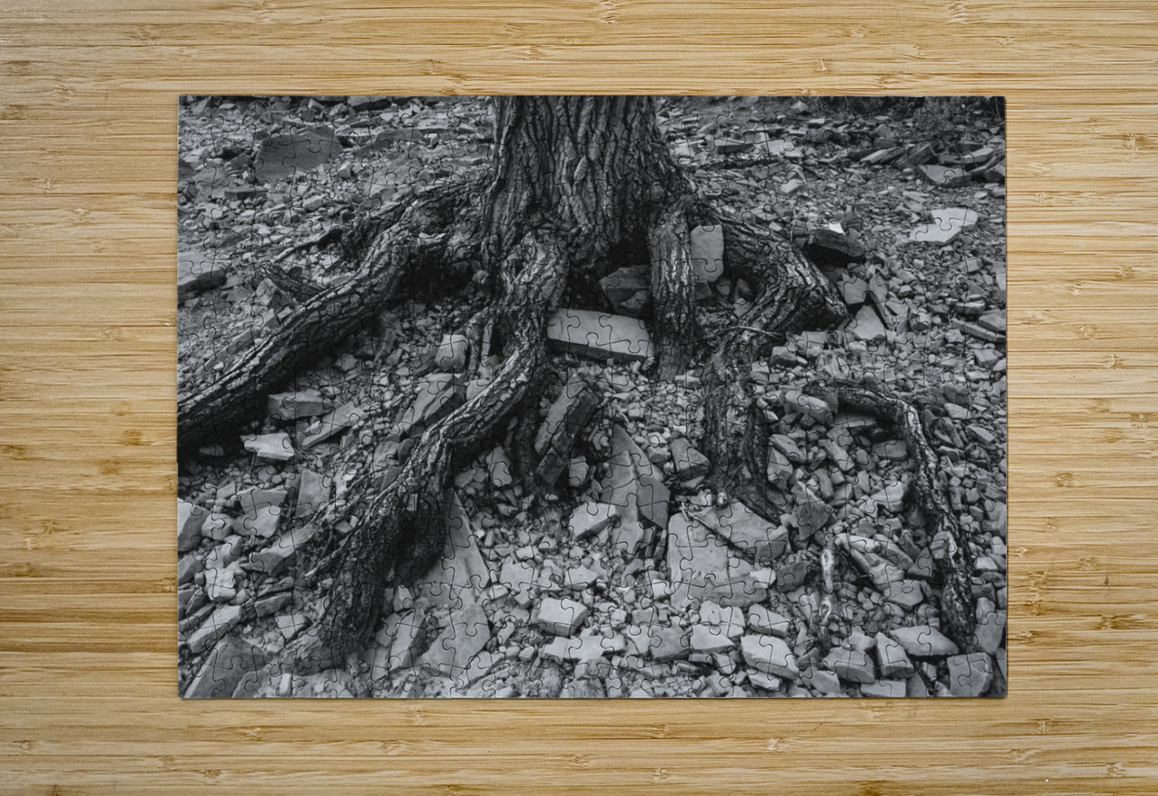 Tree Trunk Roots Exposed Bo Insogna Puzzle printing